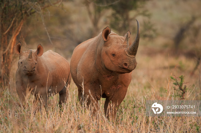 lose up, endangered Black rhinoceros, Diceros bicornis, direct view on mother with calf on dry savanna lit by setting sun against blurred trees in background, colorful evening light. KwaZulu Natal.