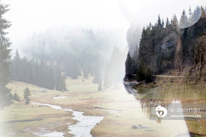 Double exposure of a wild bison, buffalo and a pine forest