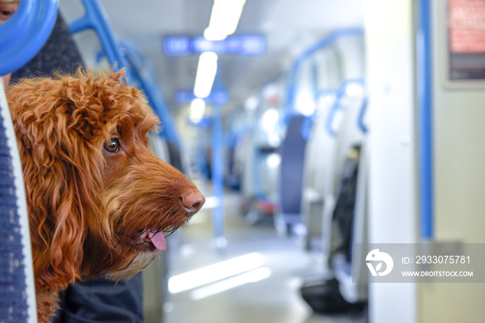 A dog travels by train on a city journey