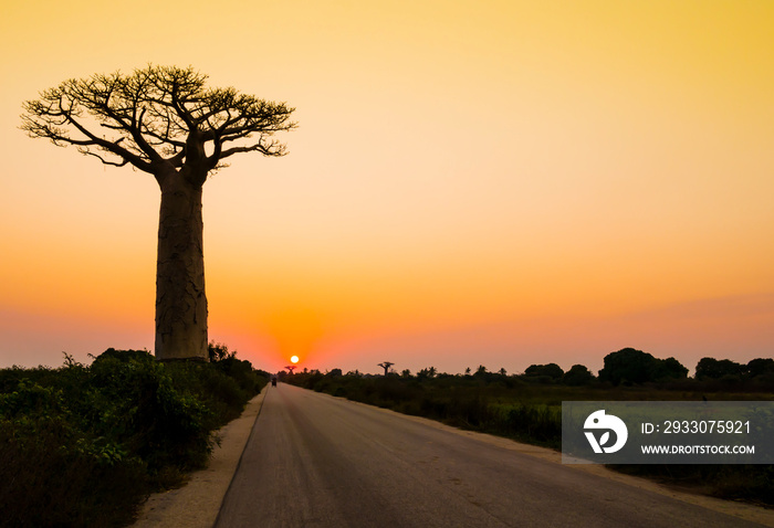 Stunning sunset with silhouette of majestic baobab tree in foreground, Morondava, Madagascar