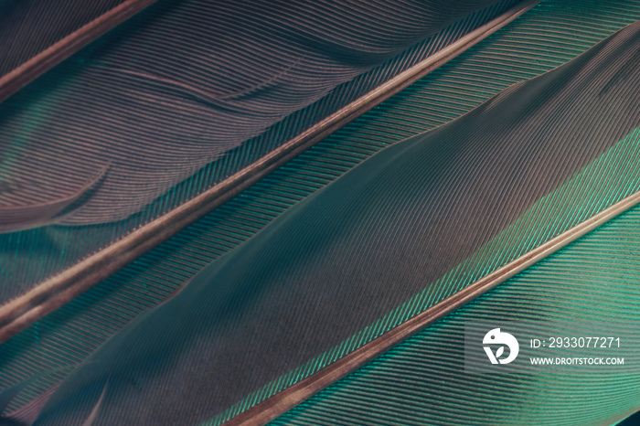 Close up Beautiful Aqua Menthe Bird feather background texture. Macro photography view.