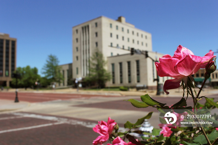 Pink Roses With Smith County Courthouse Tyler, TX in Background