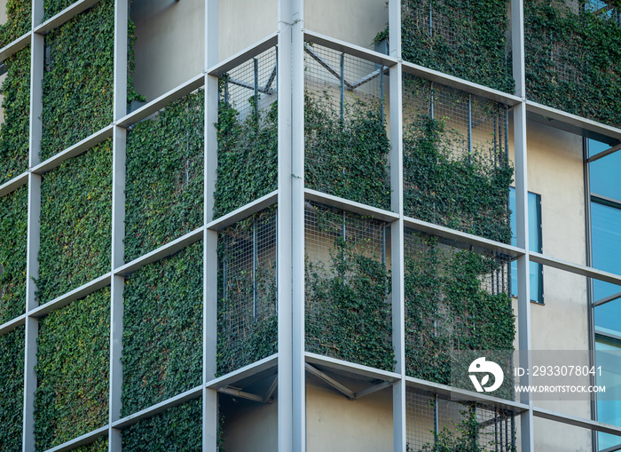 Green, living wall of modern office building, using metal grid and climber plants for urban greening