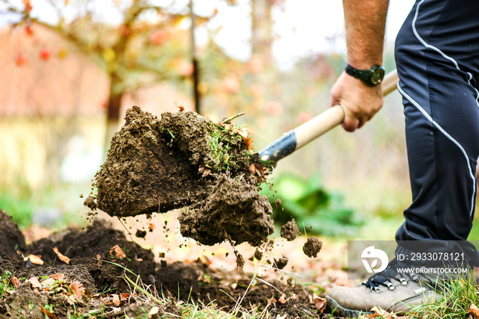 Worker digs soil with shovel in colorfull garden, workers loosen black dirt at farm, agriculture concept autumn detail. Man boot or shoe on spade prepare for digging...