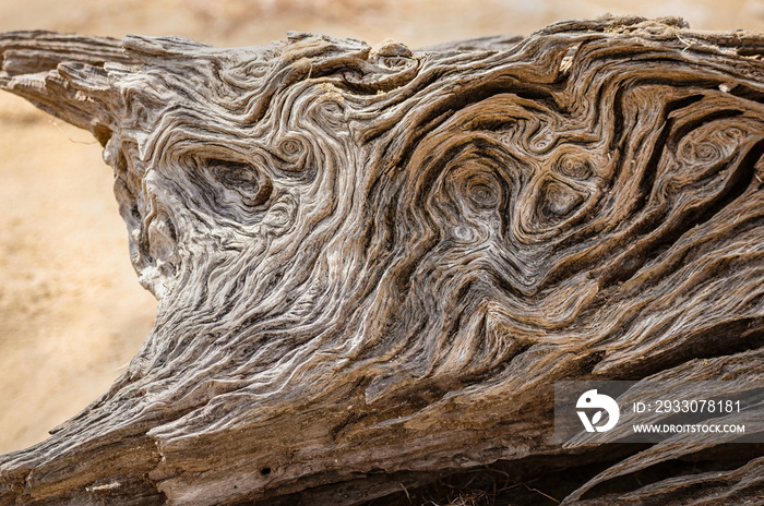 Nature Wood sculpture