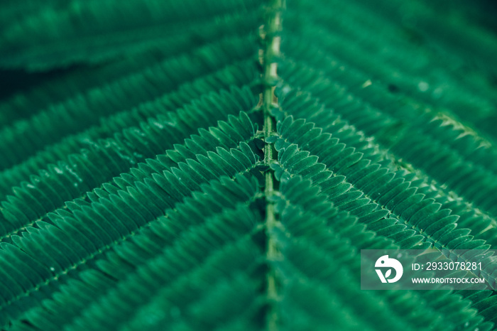 Tropical Green Leaf surface background, close up details texture, Macro environment, Nature and Plant with copy space, Selectived focus