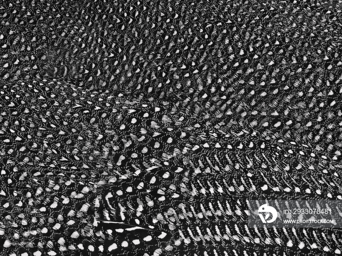 feather of Guineafowls ( Numididae ) texture, black and white style