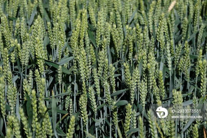 Détail d’un champ de blé aux épis encore verts