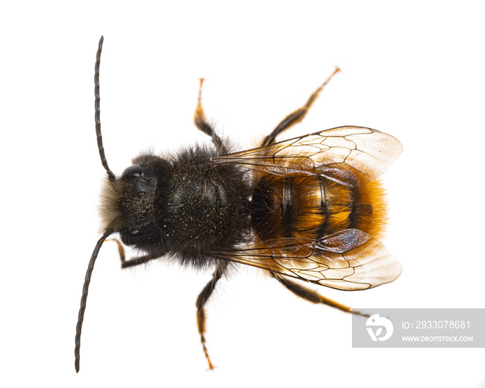 insects of europe - bees: top view macro of male Osmia cornuta European orchard bee (german Gehörnte Mauerbiene)  isolated on white background