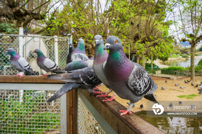 Friendly pigeons waiting for a treat, Lake Merritt, Oakland, California