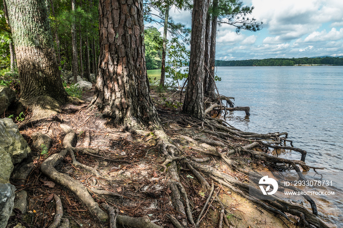 Shoreline erosion at the lake closeup