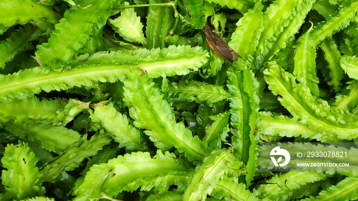 Fresh green winged bean