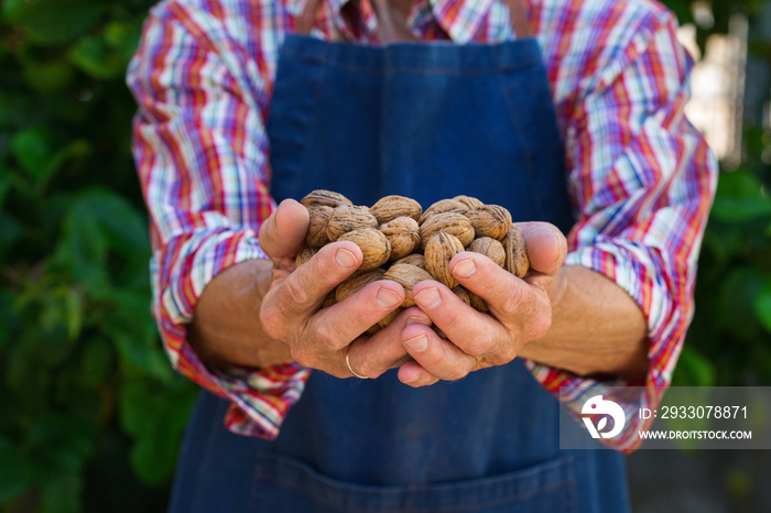 Senior man, farmer worker holding harvest of organic walnut