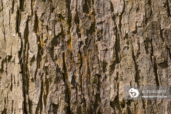 Close up shot of vertical Bark texture detail with sunshine for use in background, wallpaper