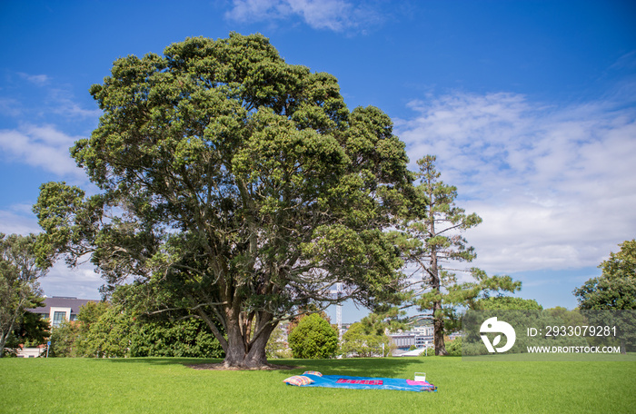 Auckland Domain Park, New Zealand