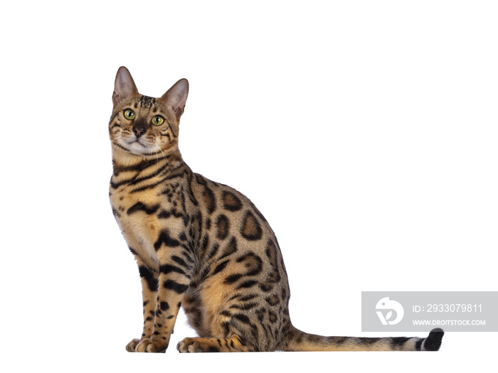 Handsome young male Bengal cat sitting side ways, looking to camera. Isolated cutout on transparent background.