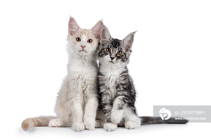 Duo of Maine Coon cat kittens, sitting together. Looking towards camera. Isolated on a white background.