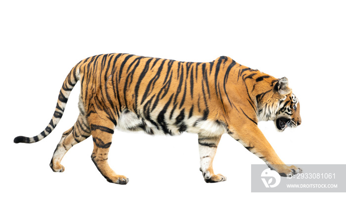 bengal tiger isolated