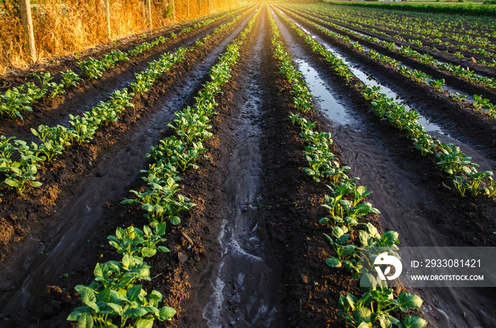 Wet soil on a potato plantation in the early morning. Rain and precipitation. Surface irrigation of crops on plantation. Agriculture and agribusiness. Growing vegetables outdoors on open ground field.