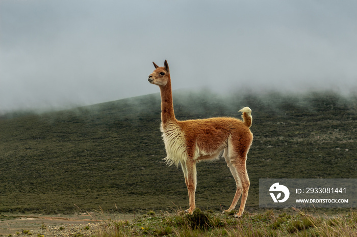 Lonely vicuna in the moor under the gray haze