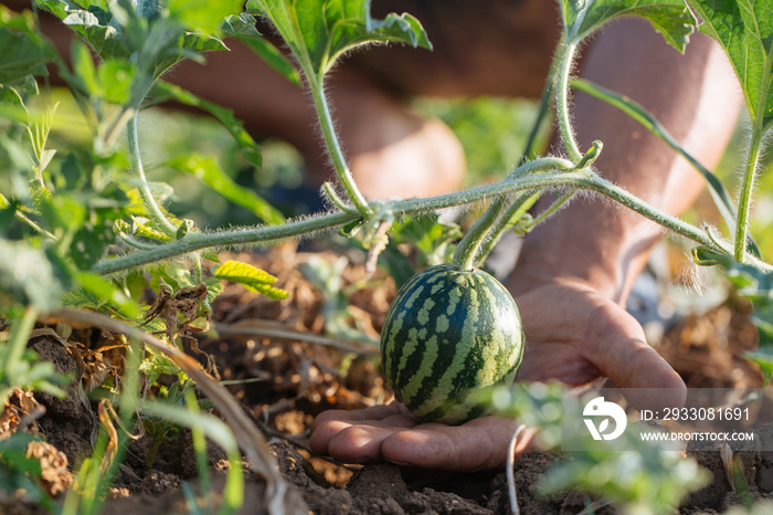 Closeup of growing small green striped watermelon in farmer’s hand