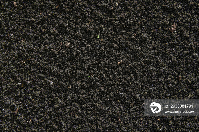 Black soil texture with small plants  germinated