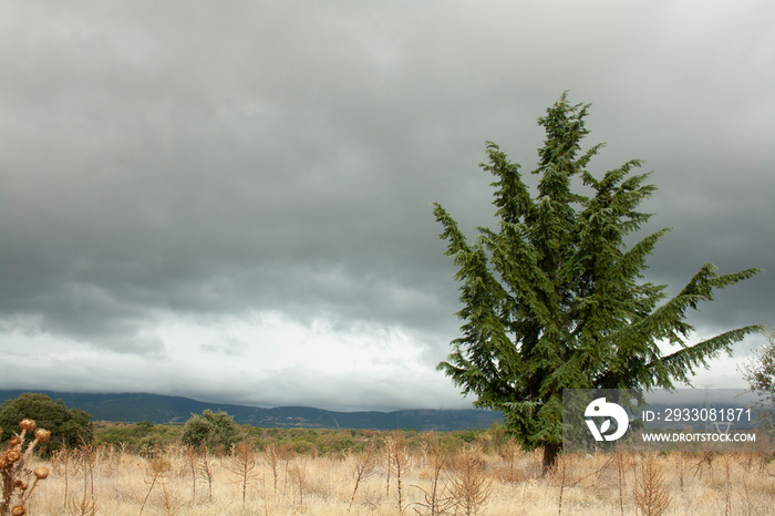 himalayan cedar on a cloudy day. cedrus deodara, pinaceae