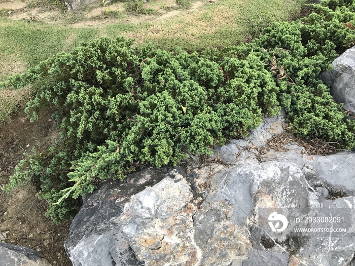 Juniperus horizontalis or Creeping juniper or Creeping cedar.