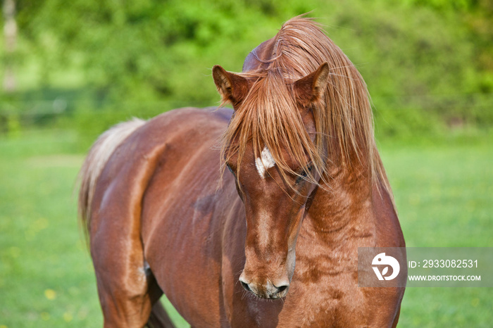 Portrait of nice arabian horse