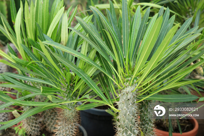 Pachypodium Lamerei plants in the garden