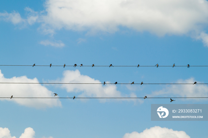 A group of swallows sits on wires. swallows clean their feathers, sleep, watch. barn swallows, adults and chicks. Against the background of the blue sky.