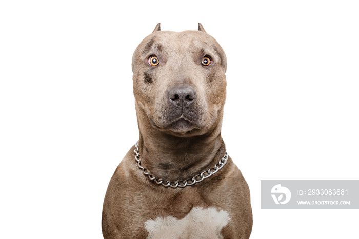 Portrait of a pitbull dog isolated on white background