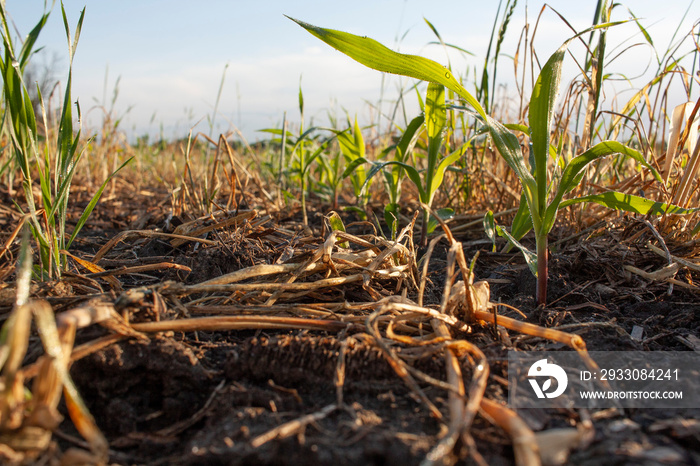 A close up of young corn plants growing in a rye cover crop.