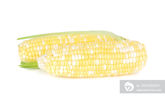 fresh bi colored white and yellow sweet corn on white background