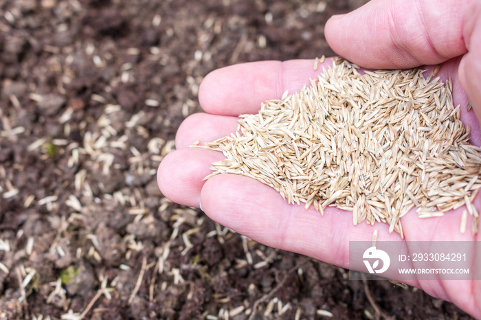 A hand sowing grass seed in freshly dug soil