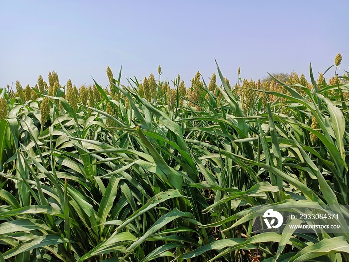 Sorghum, sourghum plants field crops in farm, jawar crop field farming, jawari green plants in farm in india Maharashtra, green crop farming agriculture fields, jawar crop field farming jawari green