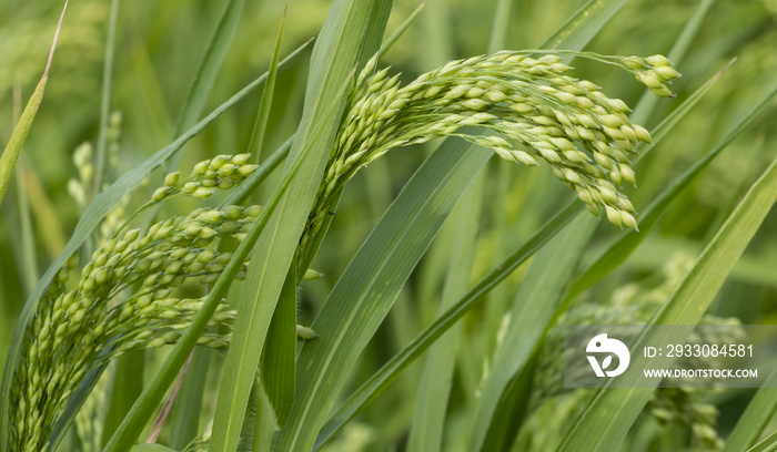 Maturing millet broom ears in the field