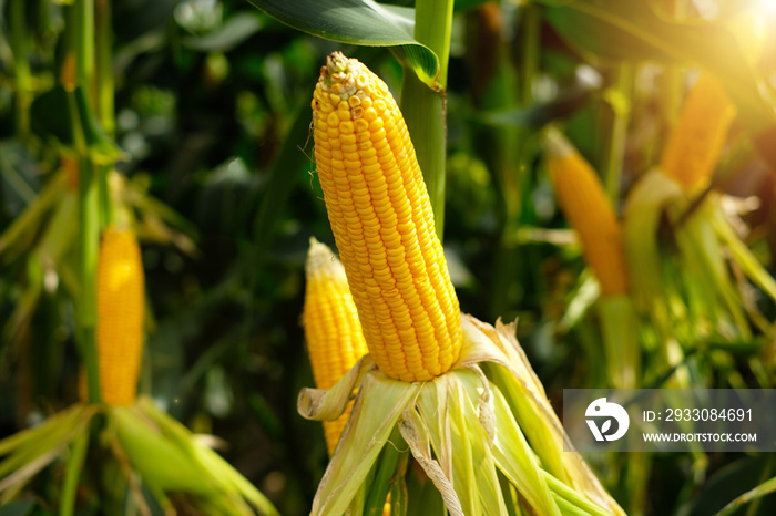 The corn or Maize is bright green in the corn field. Waiting for harvest