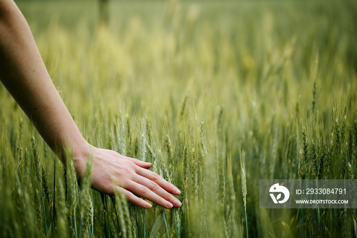 Hand touching wheat field ears