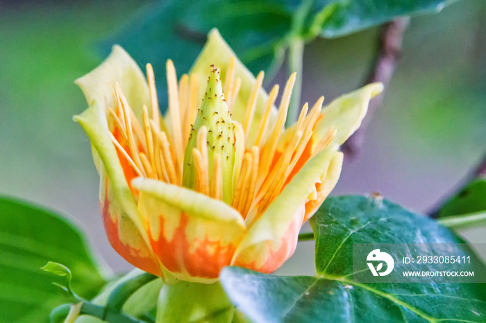 Close up of a flower of an adult American tulip tree, Liriodendron tulipifera, with natural grown up form