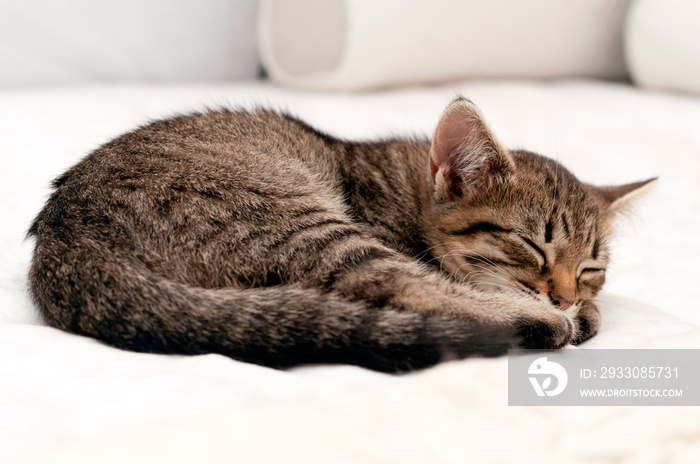 selective focus of cute brown tabby cat curled up into a ball and napping on white blanket on bed