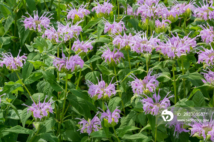 Wild Bergamot Blooming In The Native Plant Garden In Summer