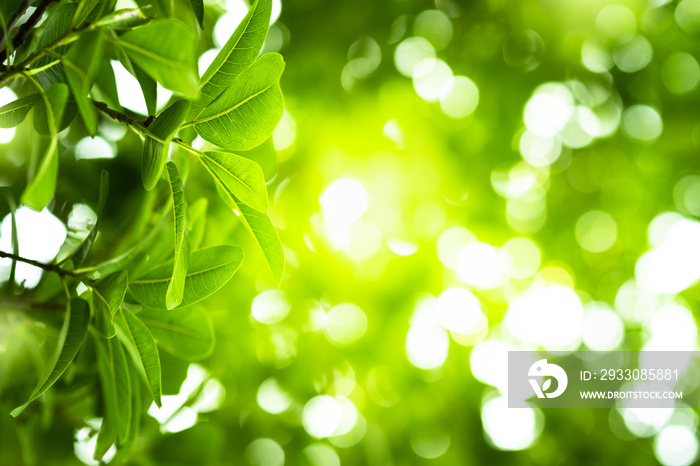 Beautiful branch and leaf with yellow sunlight on greenery blurred background in morning time.Freshness concept use for decorative wallpaper and template of website magazine. -Image.