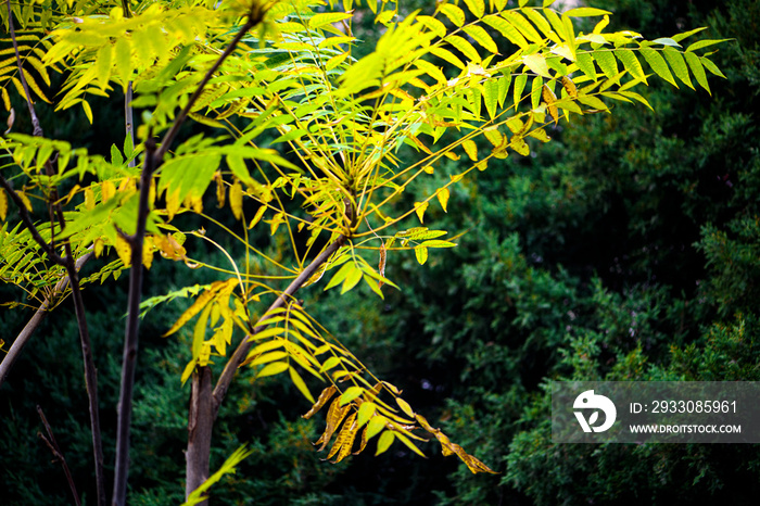 In autumn, green Toon Leaves against a black background