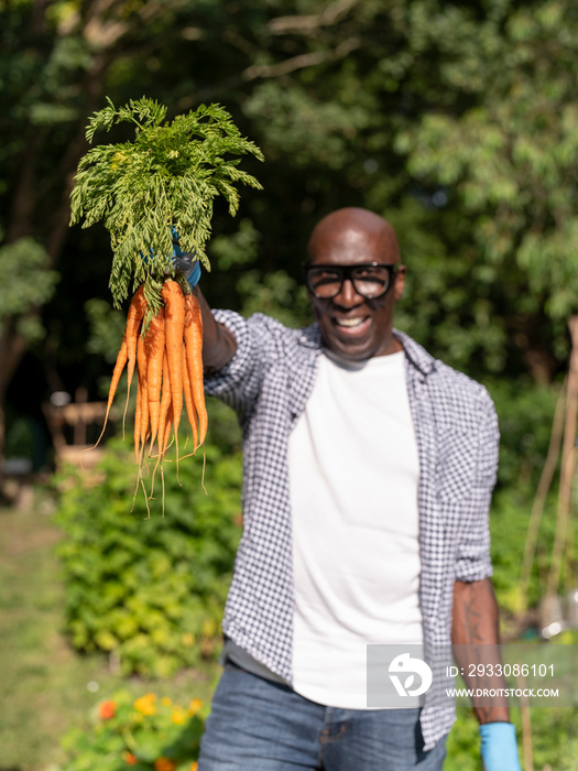 Smiling mature man collecting carrots in allotment