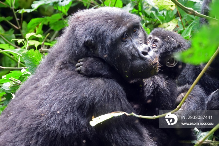 Mountain gorilla, Bwindi National Park, Uganda