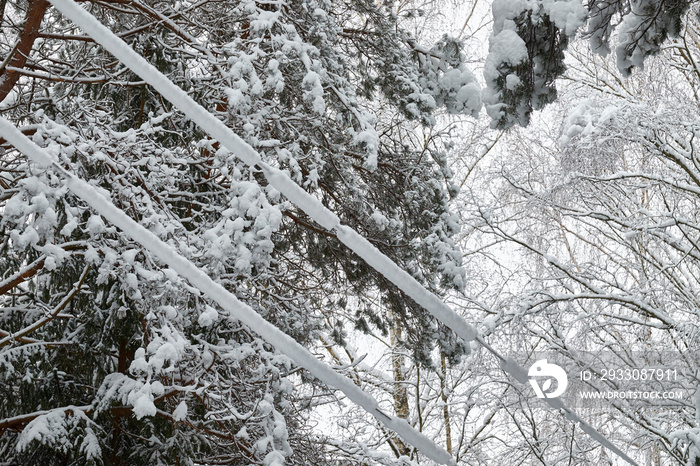 Electric wires covered with snow.