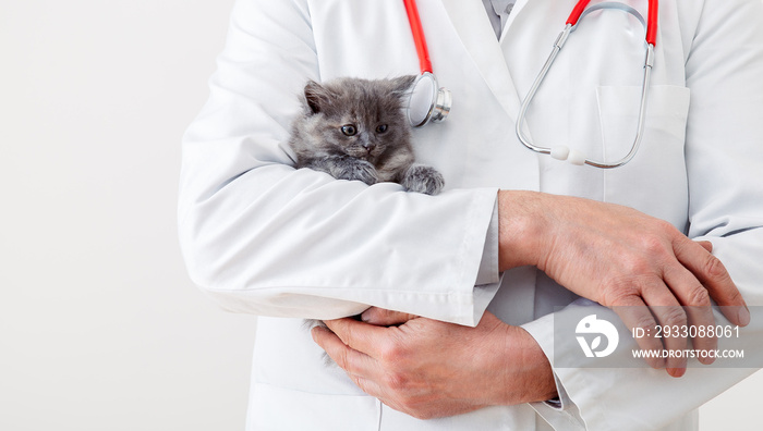 Veterinarian doctor hands in white uniform with stethoscope with fluffy gray kitten. Baby cat in Veterinary clinic. Veterinarian medicine for pet. Copy space White background. Long web banner