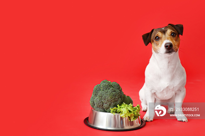 Cute dog and bowl with vegetables on color background