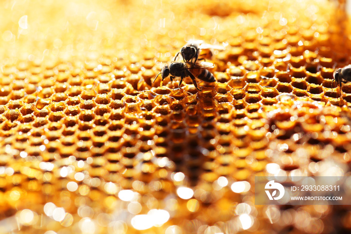 close up of honeybee on bee hive with beautiful bokeh.